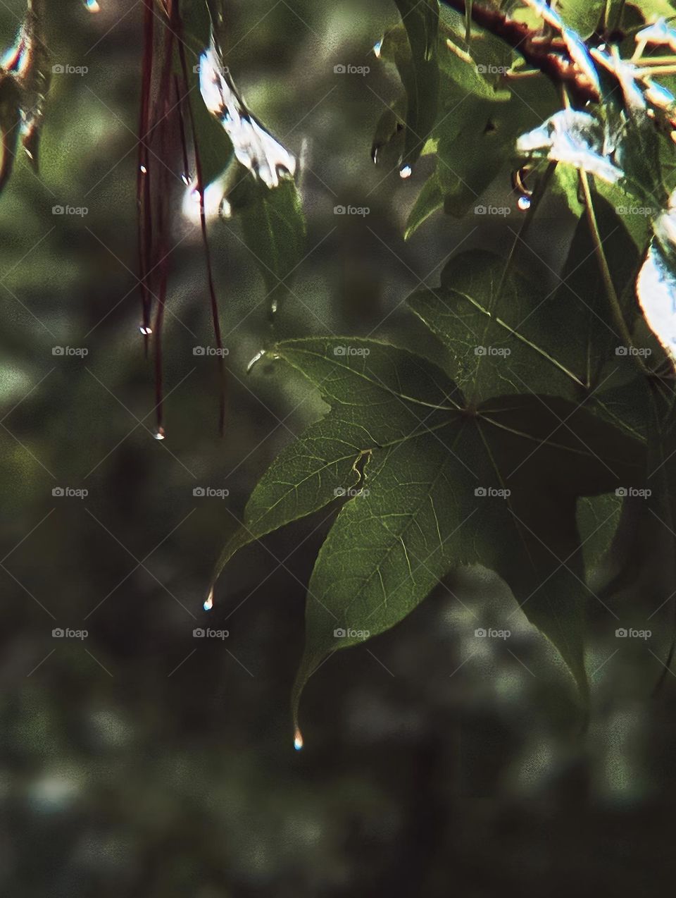 Raindrops creating a beautiful, glistening sight as it storms during a brief, summer rain.
