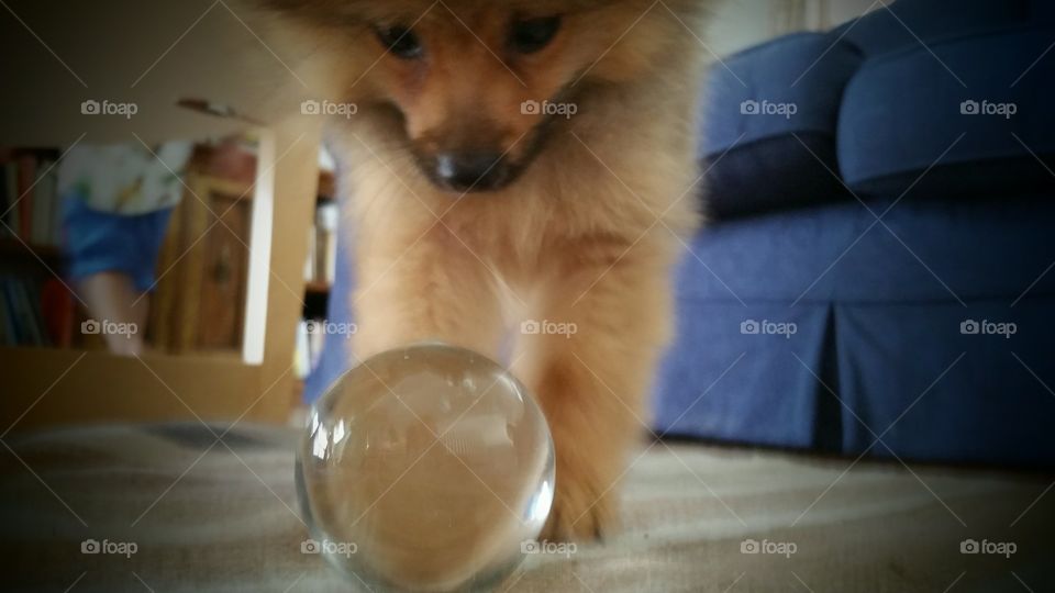 kylo crystal ball readings