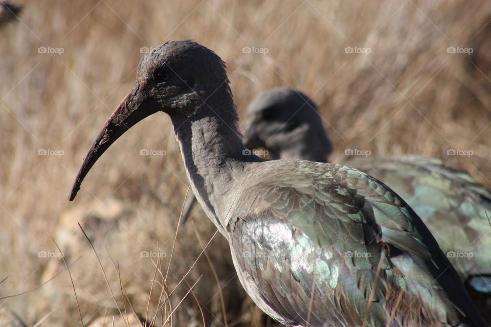 Hadeda-Ibis.