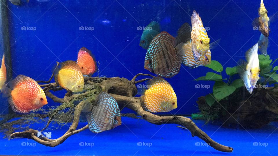 Marine life, fish, colored fish, deep water