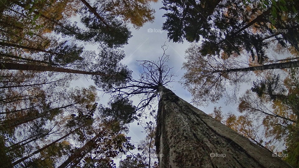 Vertigo forest. Looking up in the woods