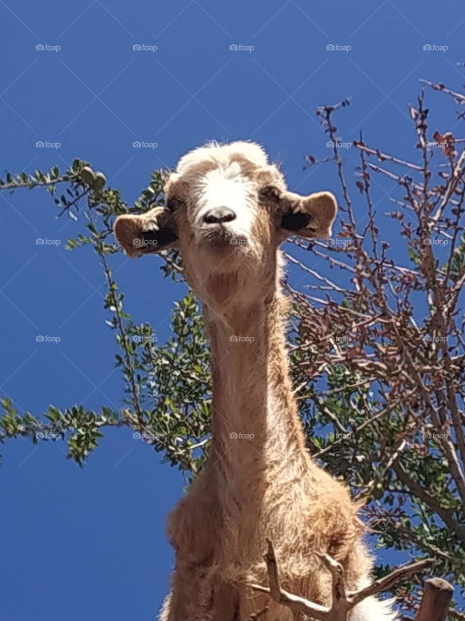 Beautiful goat on argania spinosa at essaouira City in Morocco.