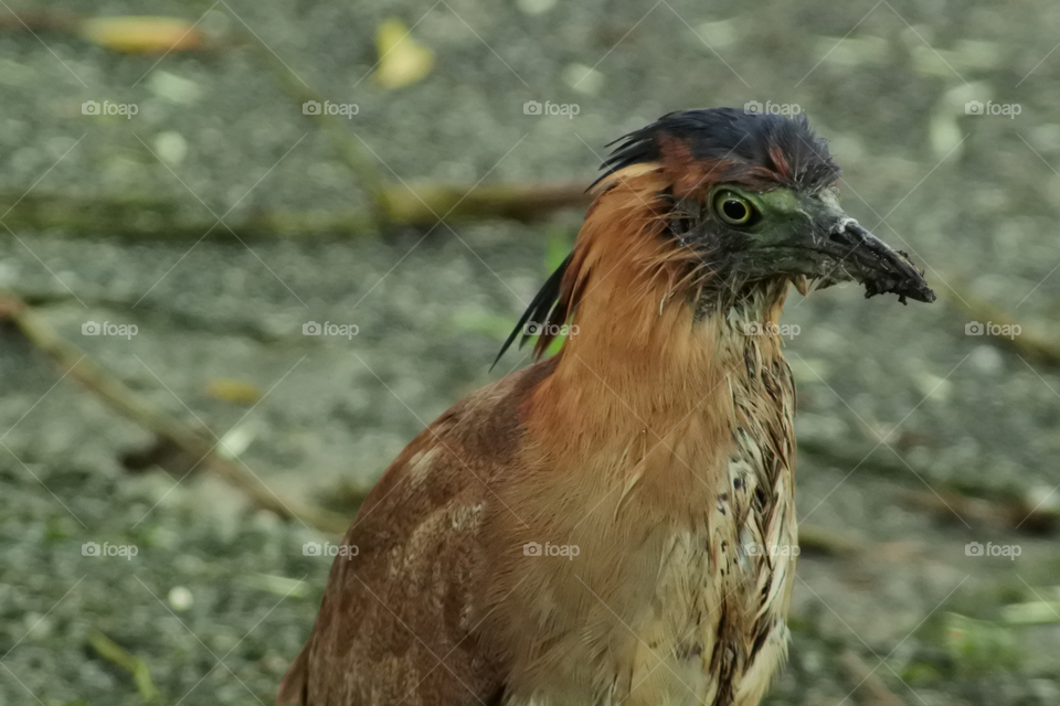 Malayan Night Heron