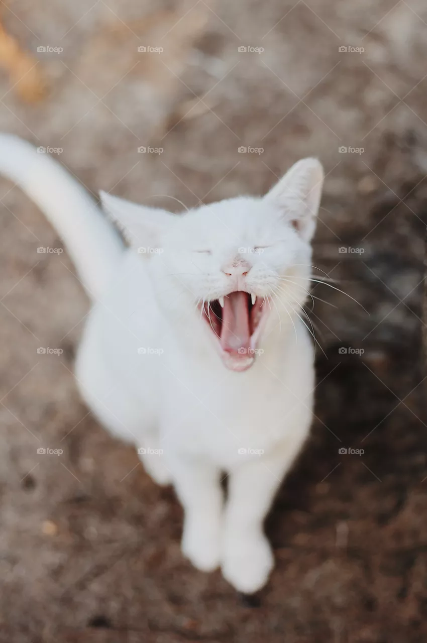 Yawn