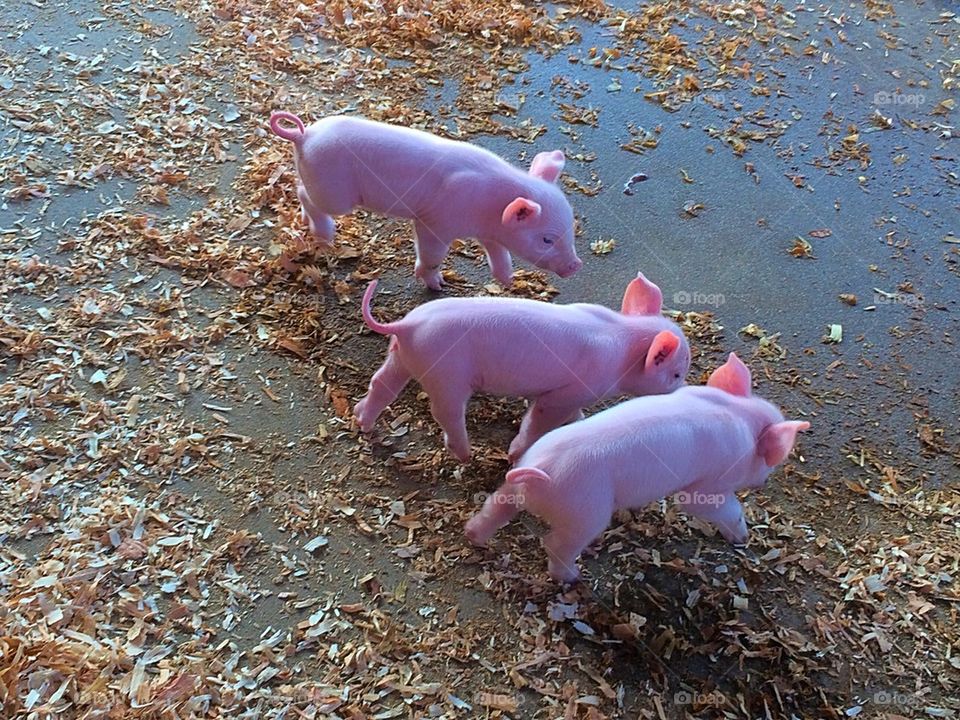 Piglets