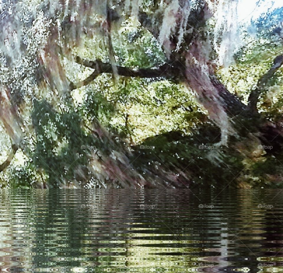Live Oak draped in Spanish Moss reflecting in the water