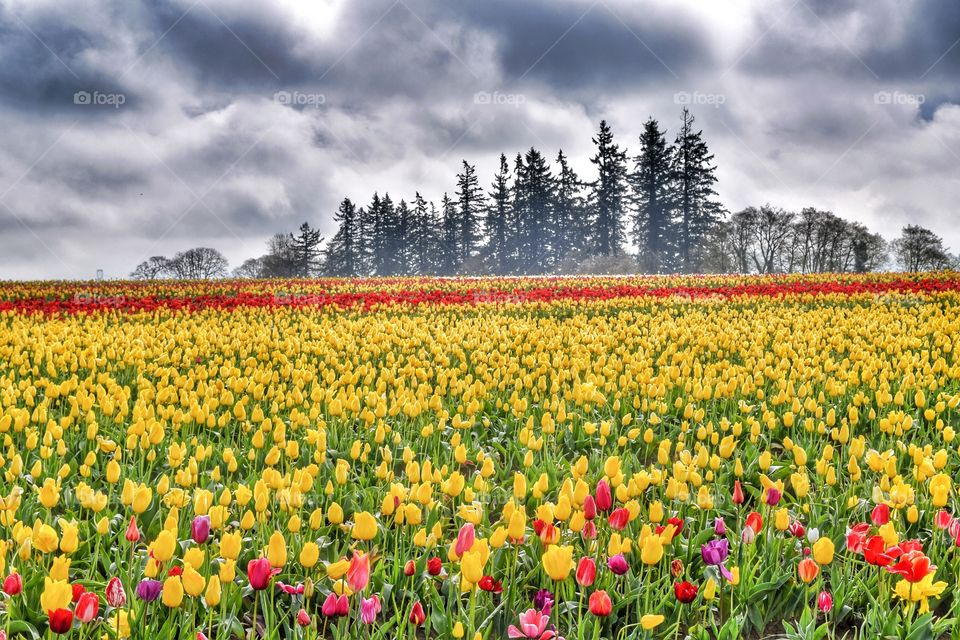 Scenic view of multi colored flowering field