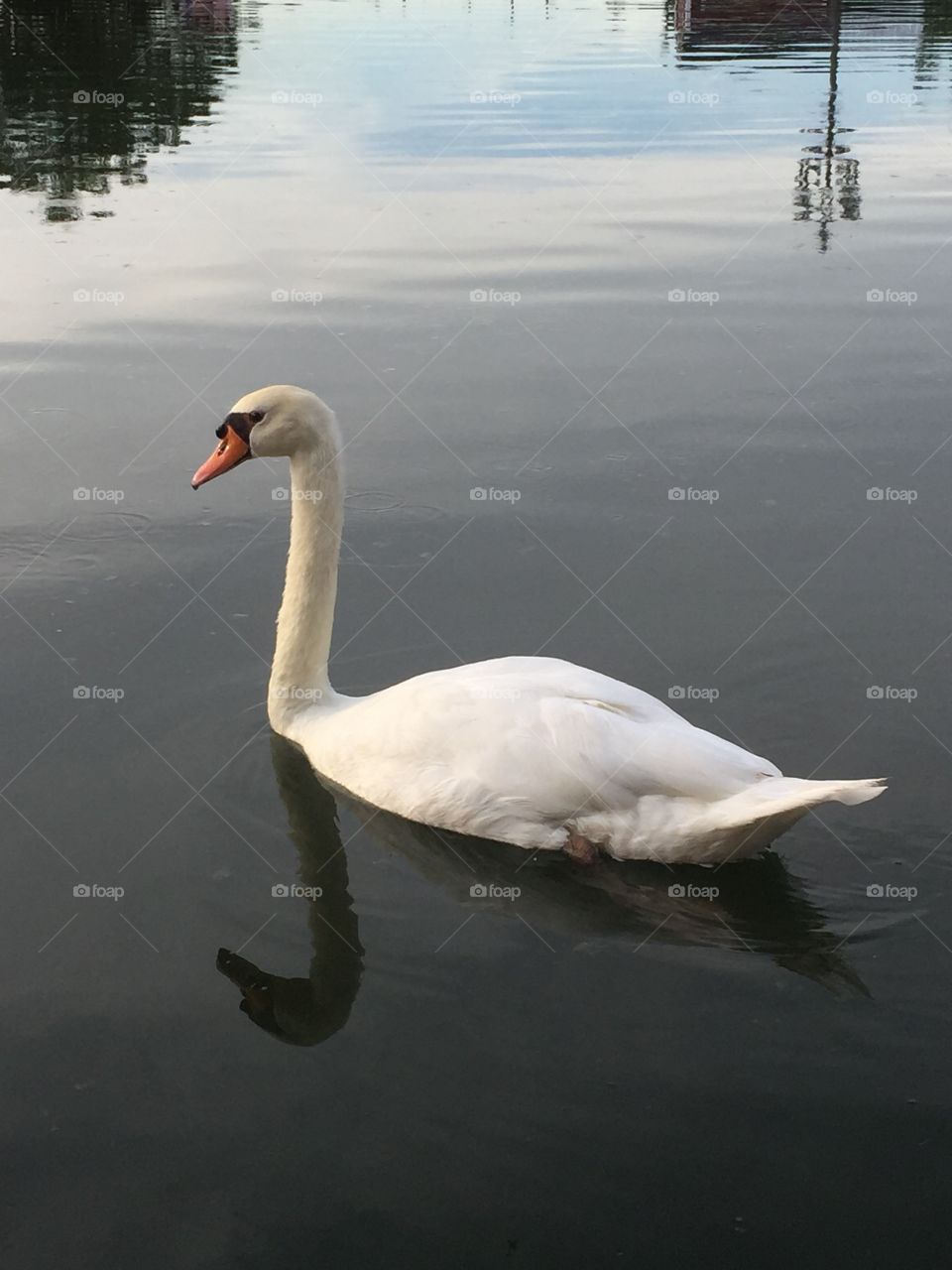 Swan 