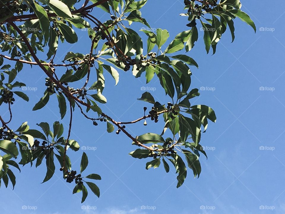 A tree in a blue sky.