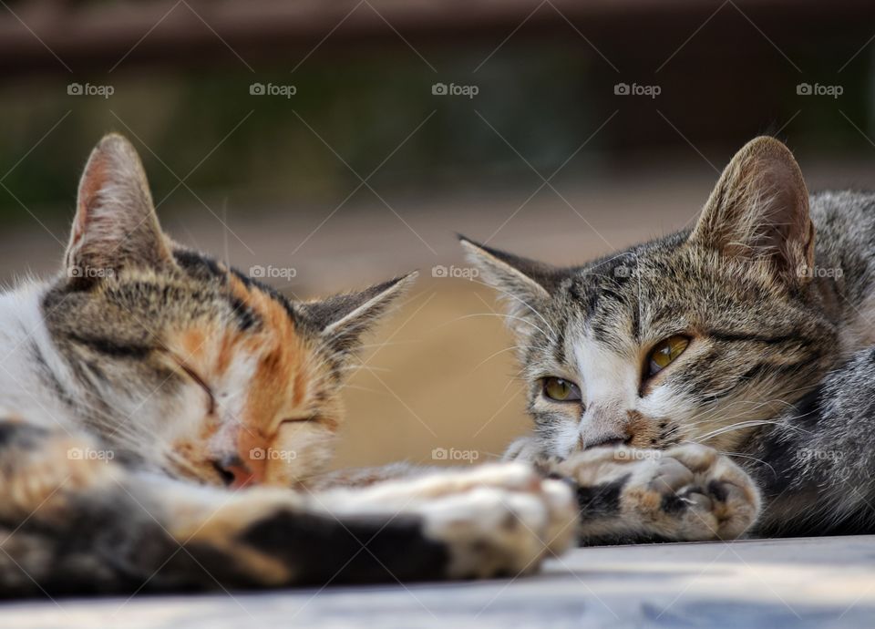 Stray cats resting on my car.