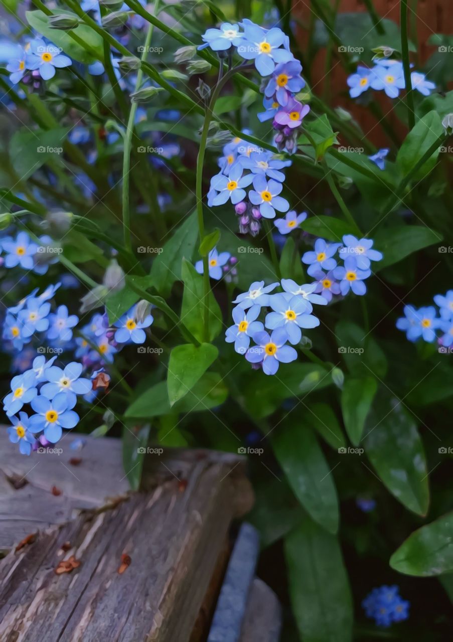 forget me nots