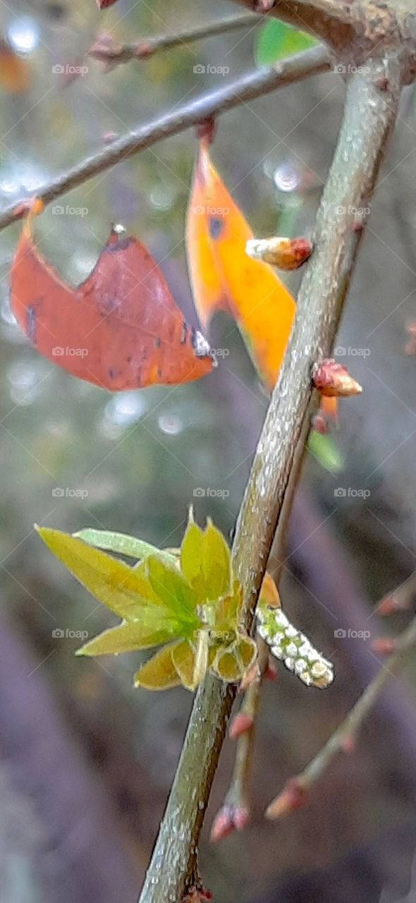 oak leaves die in spring making way for new life