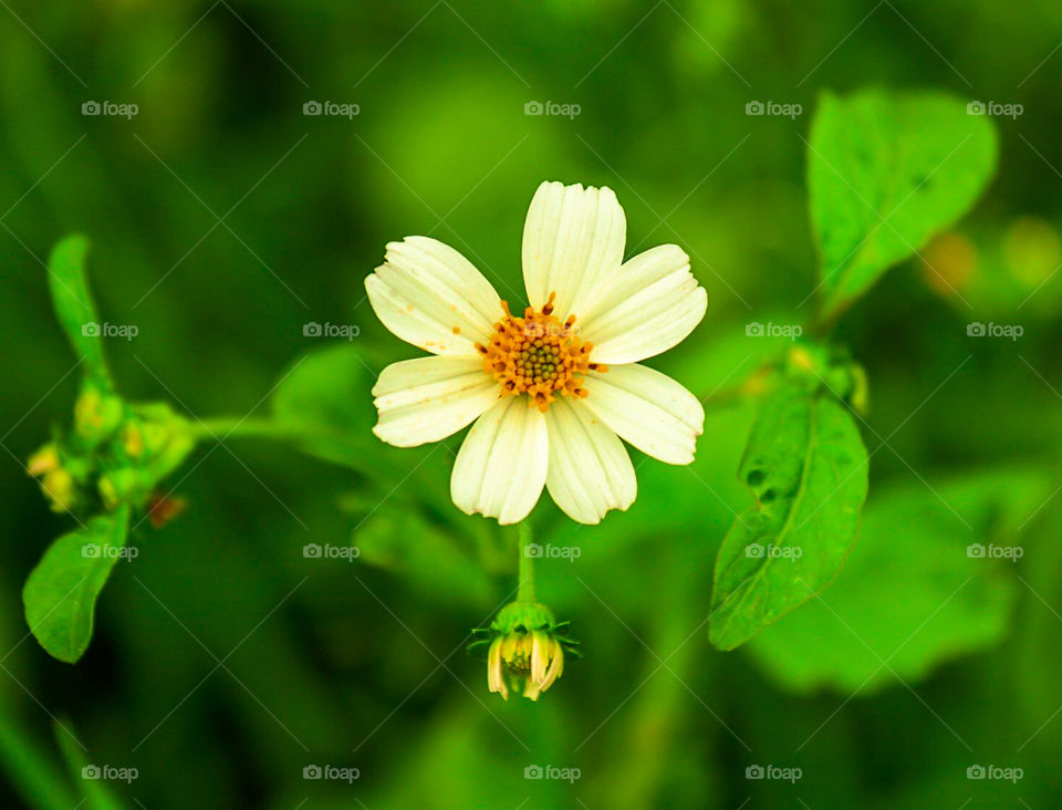 Portrait of Wild Flowers in the summer time.