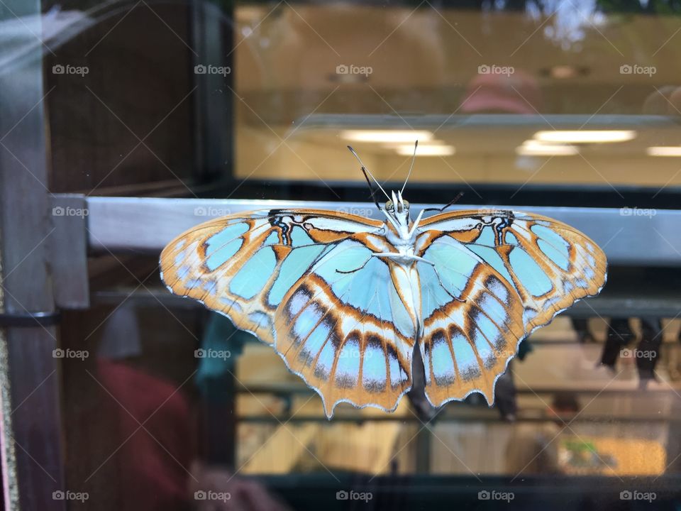 Butterfly Garden Niagara Falls Canada 