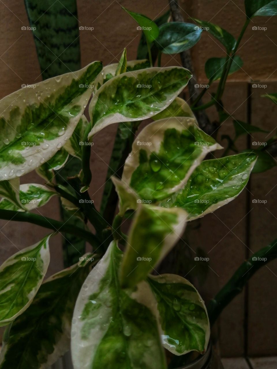 My little indoor green.