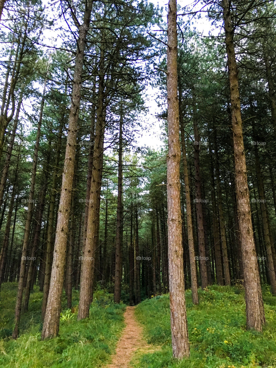 Path through pine forest