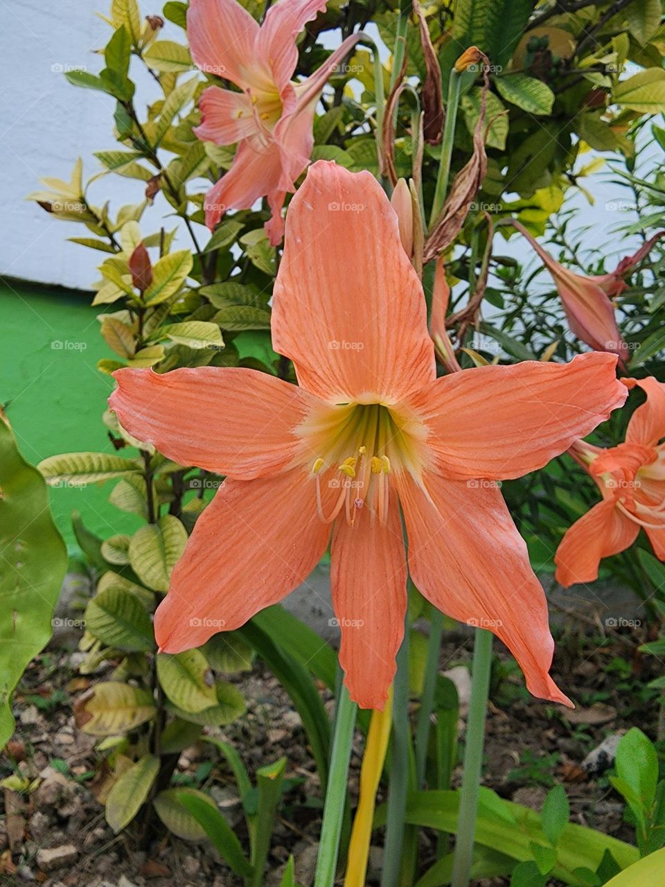 orange lily