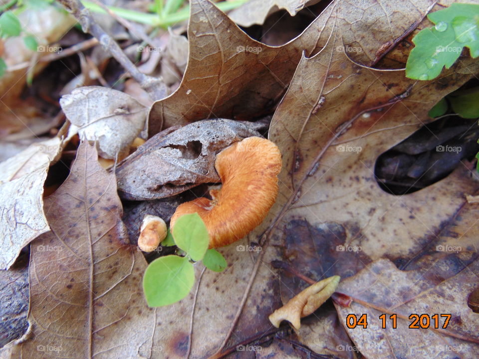 chicken of the woods mushroom