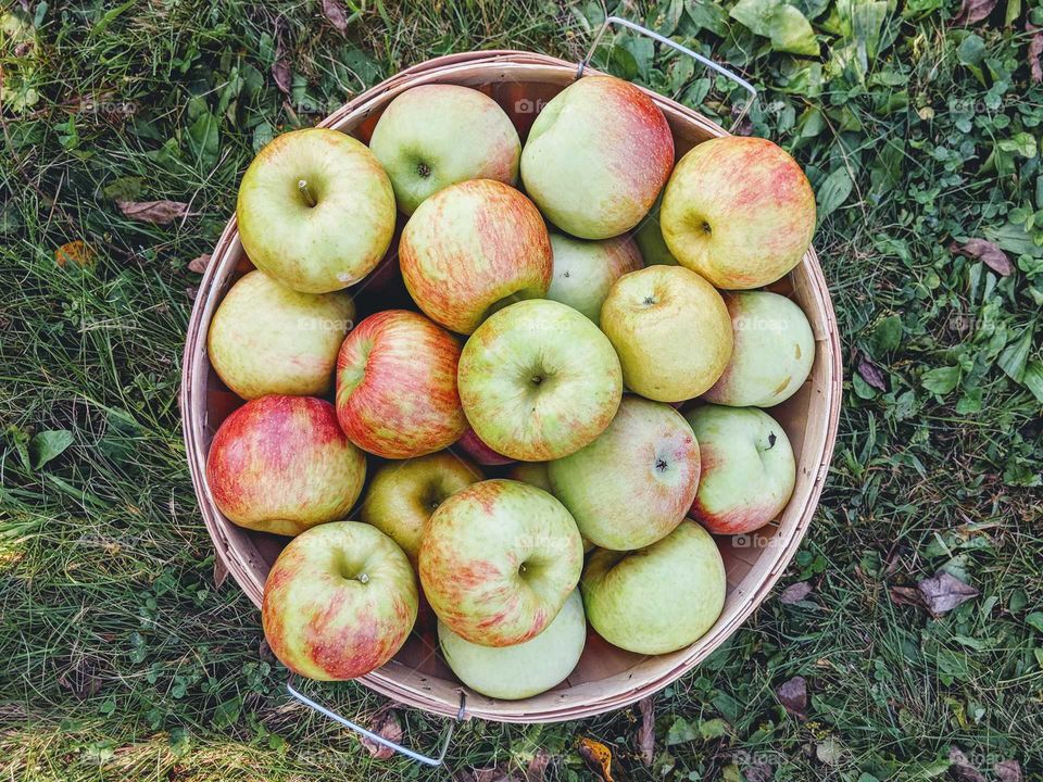 Apples in a basket