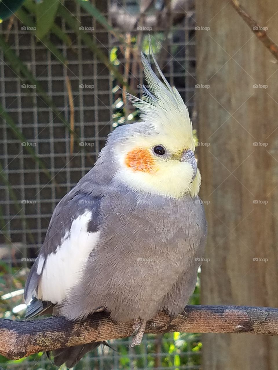 Pretty Bird Cokatiel 3