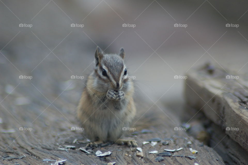 Chipmunk 