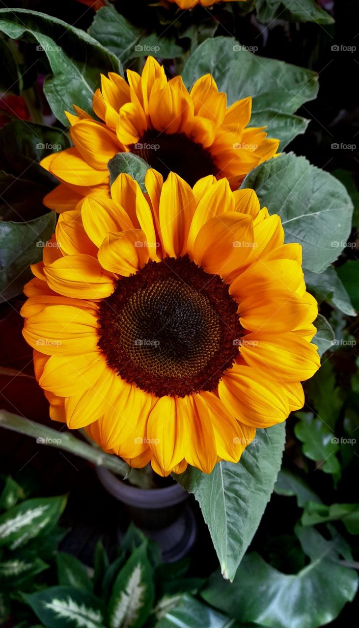 Si gira el sol gira la flor.