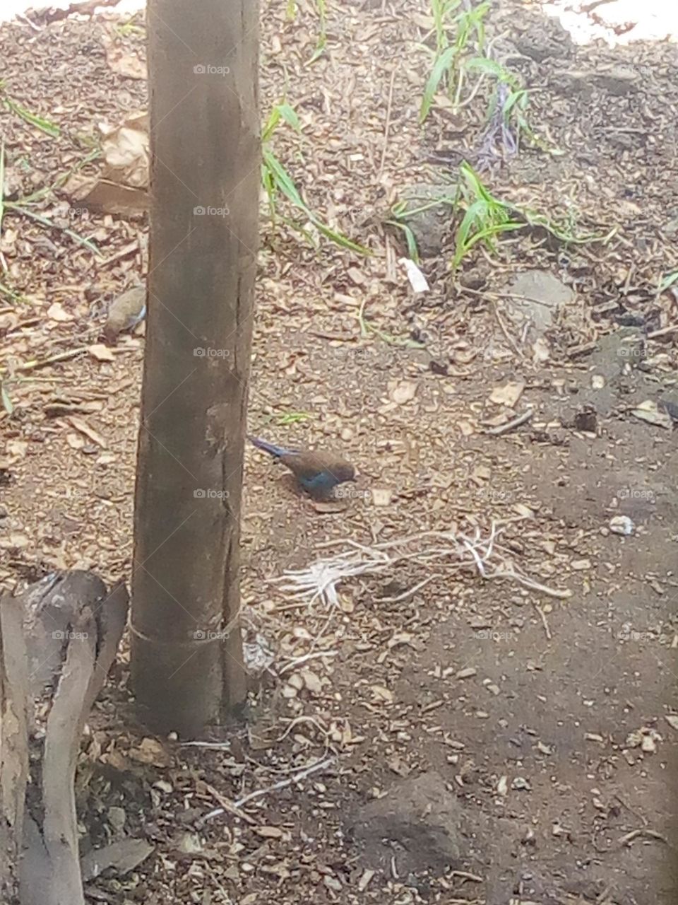 resting on the ground