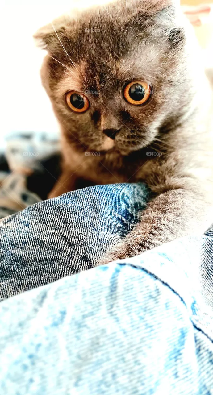 cat eyes