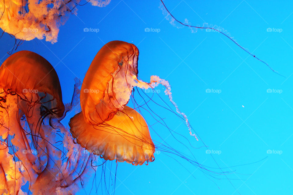 Jellyfish