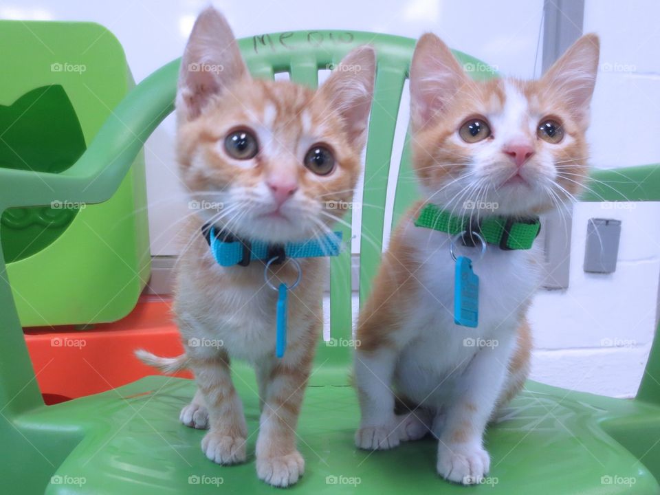 Two orange and white kittens