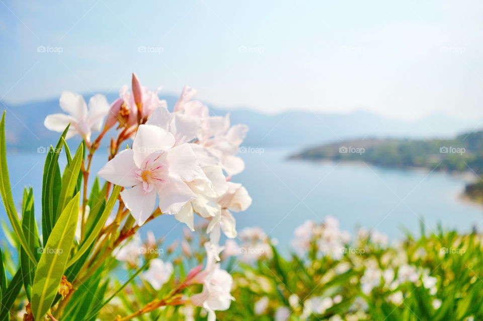 flowers over the sea