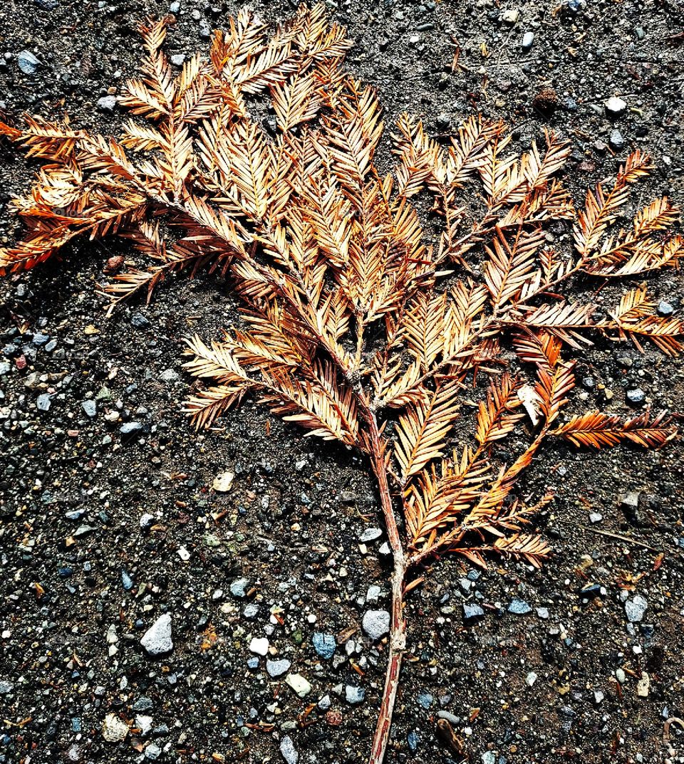 brown leaves in the  great outdoors in the city of Roseville