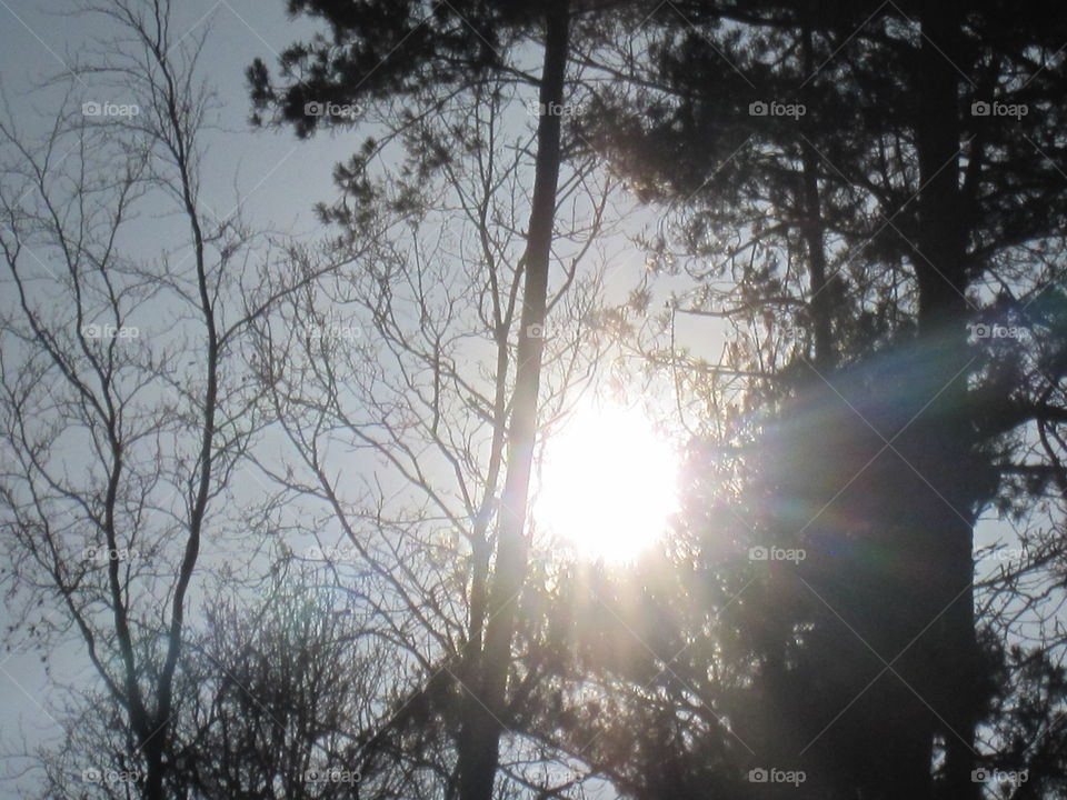 Sunrays Through Trees