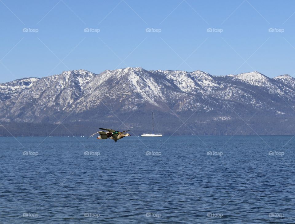 waterscape, as a pair of ducks fly cross the blue Waters with snow-capped mountains in the background.