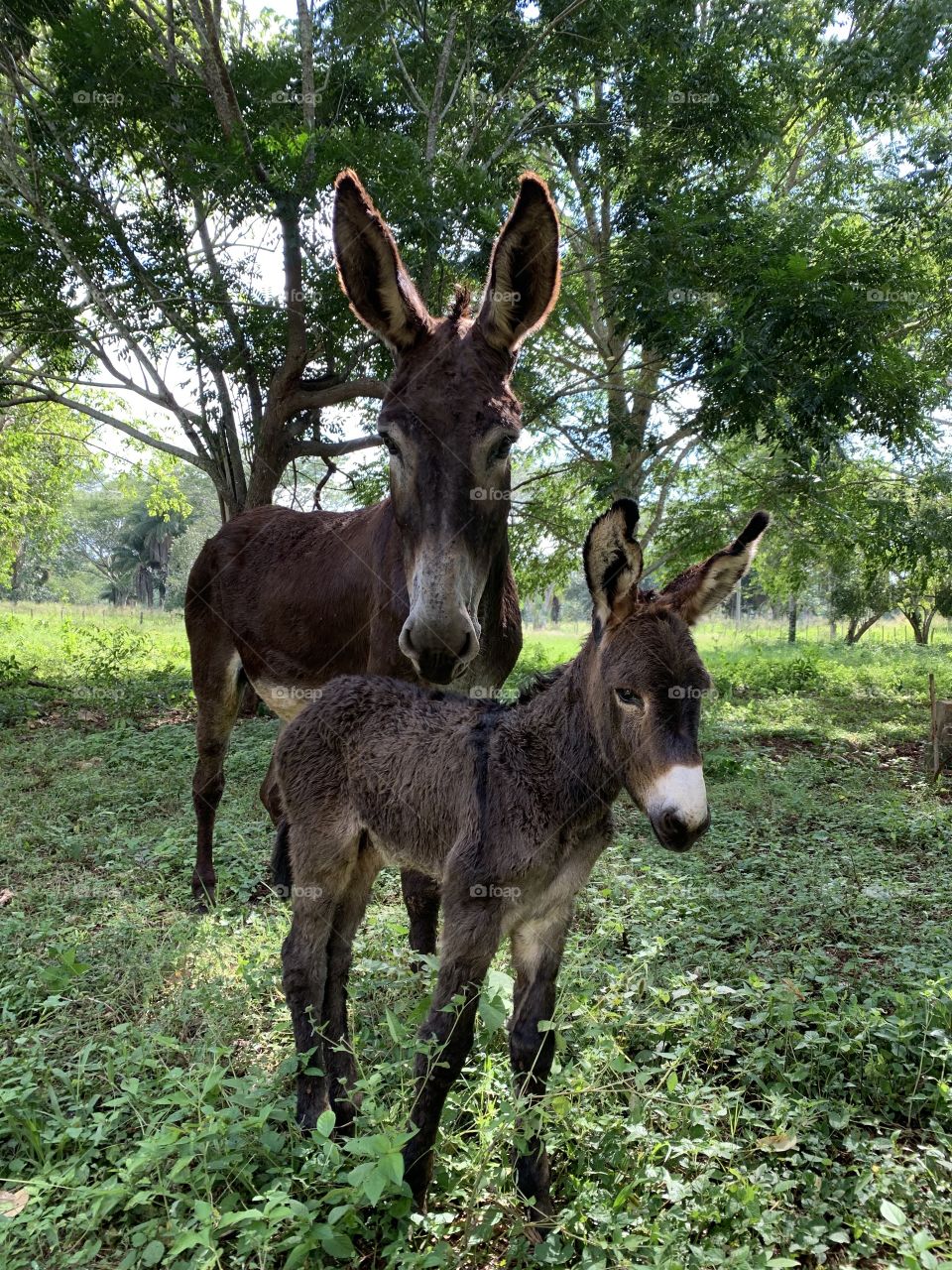 Donkey and its foal in nature. 