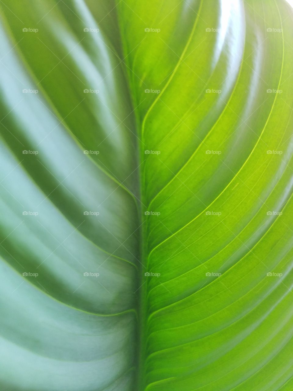 green leave in sunlight