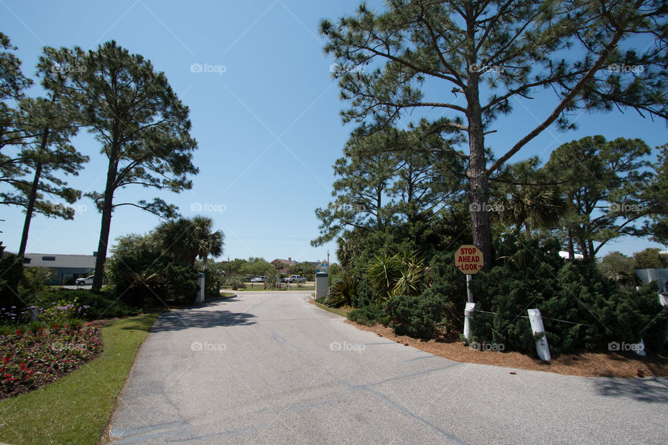 Tree, Road, Landscape, Guidance, No Person