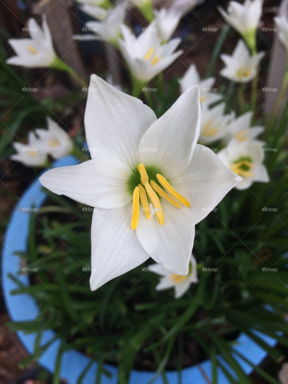 Tiny white lily