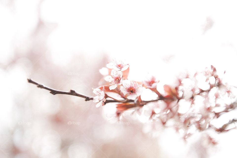 Blooming flowers in spring 