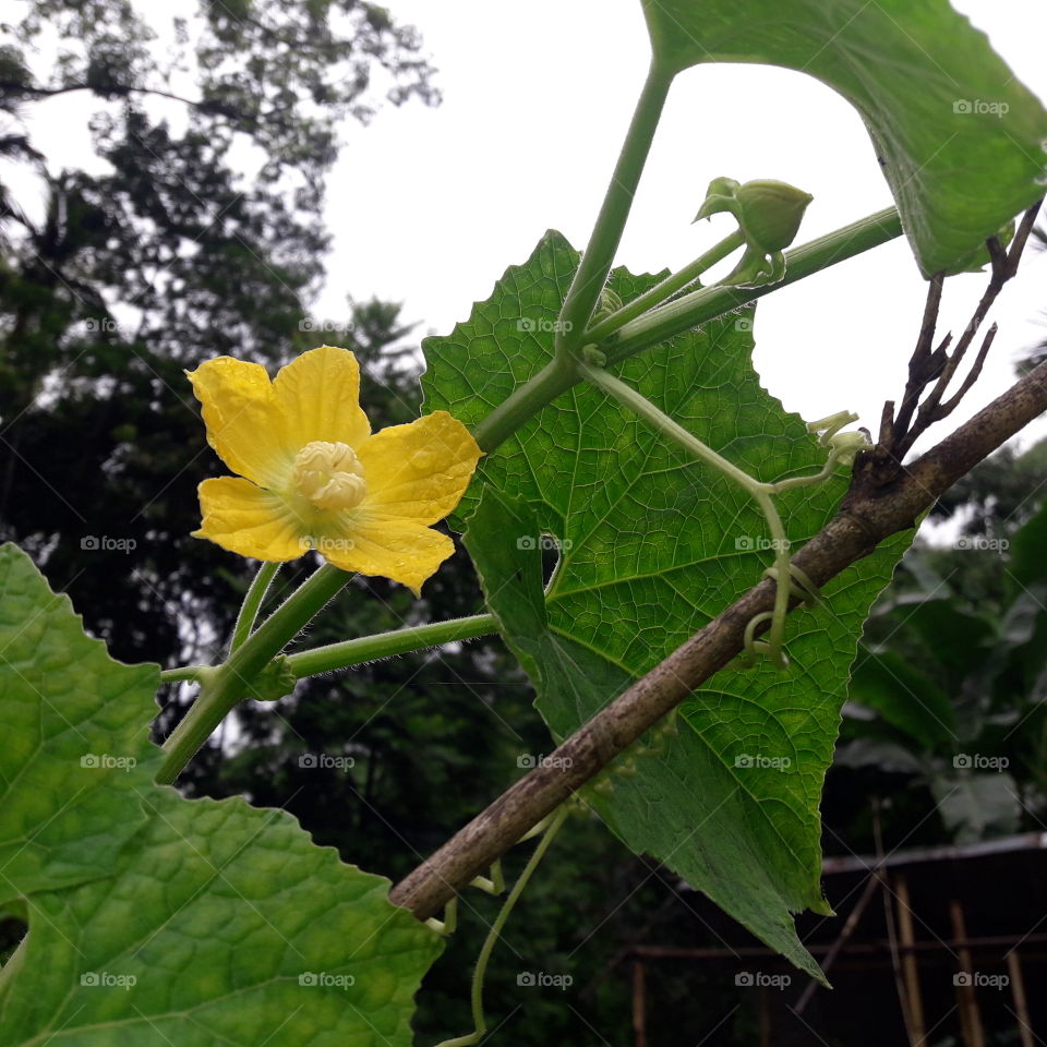 Pamkin blooming flower .