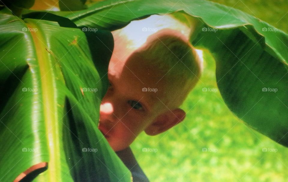 A little boy hidden behind banana leaf