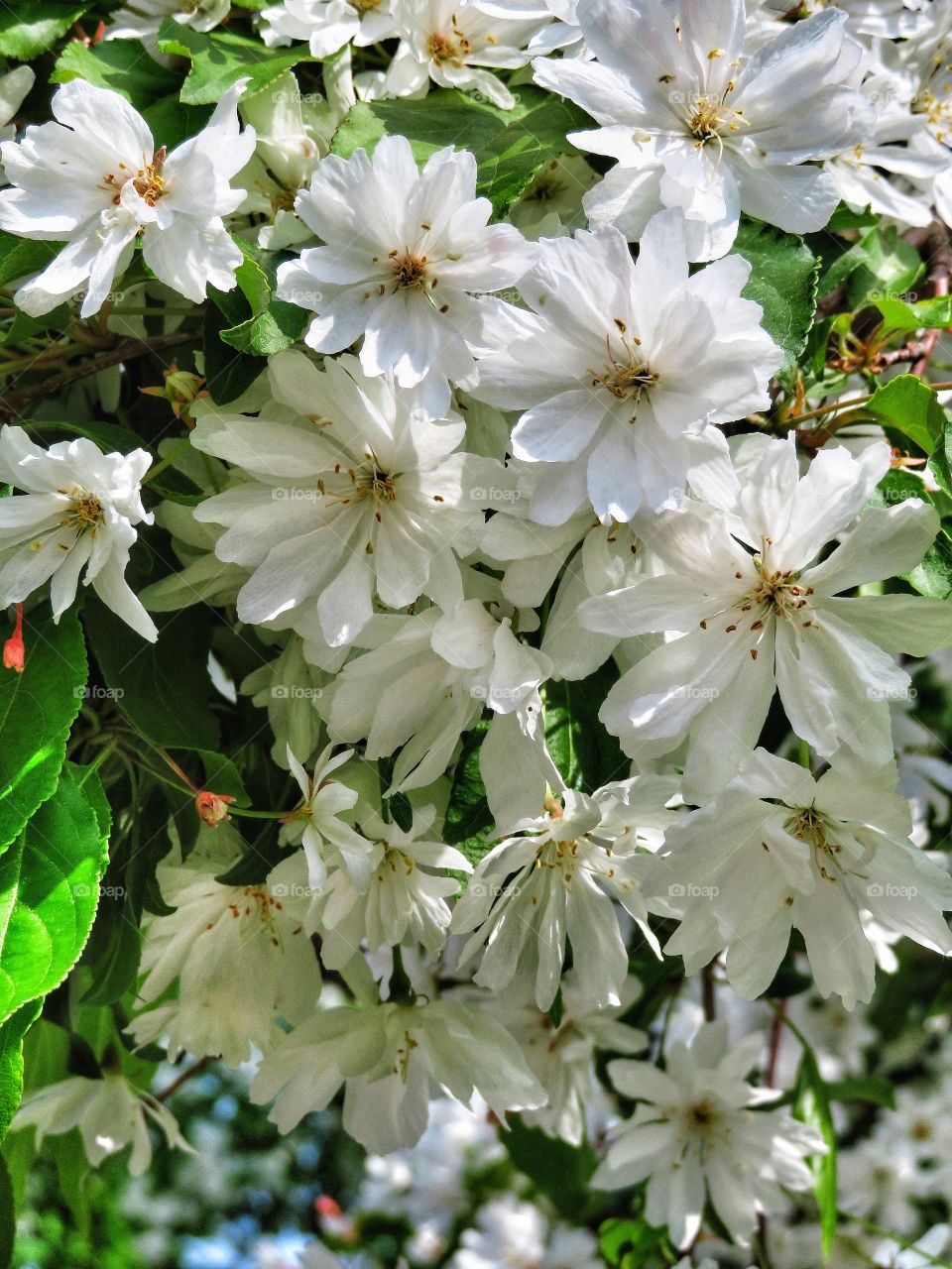 Apple tree in bloom 