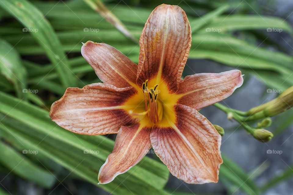 Close-up of lily flower