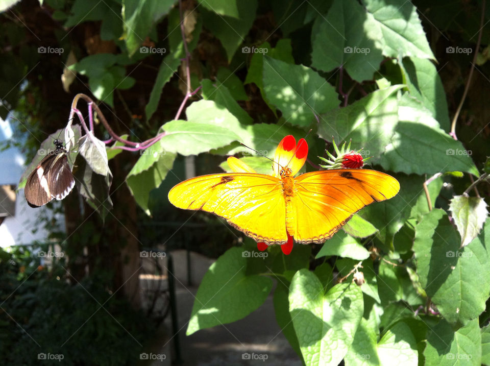 green yellow orange butterfly by 04silverrex
