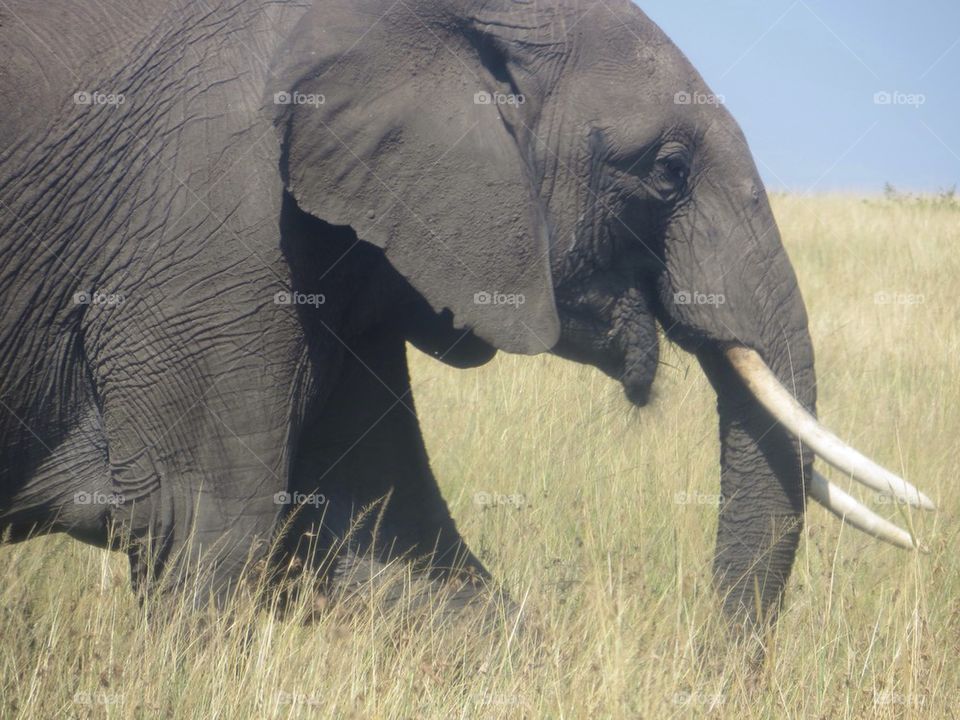 Elephant in Kenya 