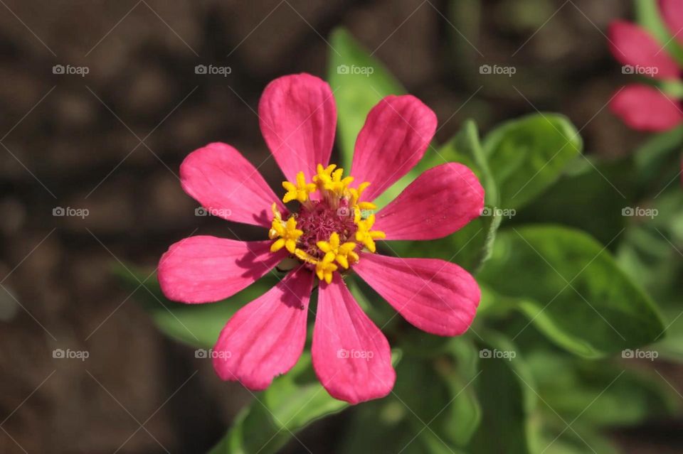 close up of flower