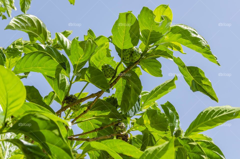 Noni Tree With Fruits