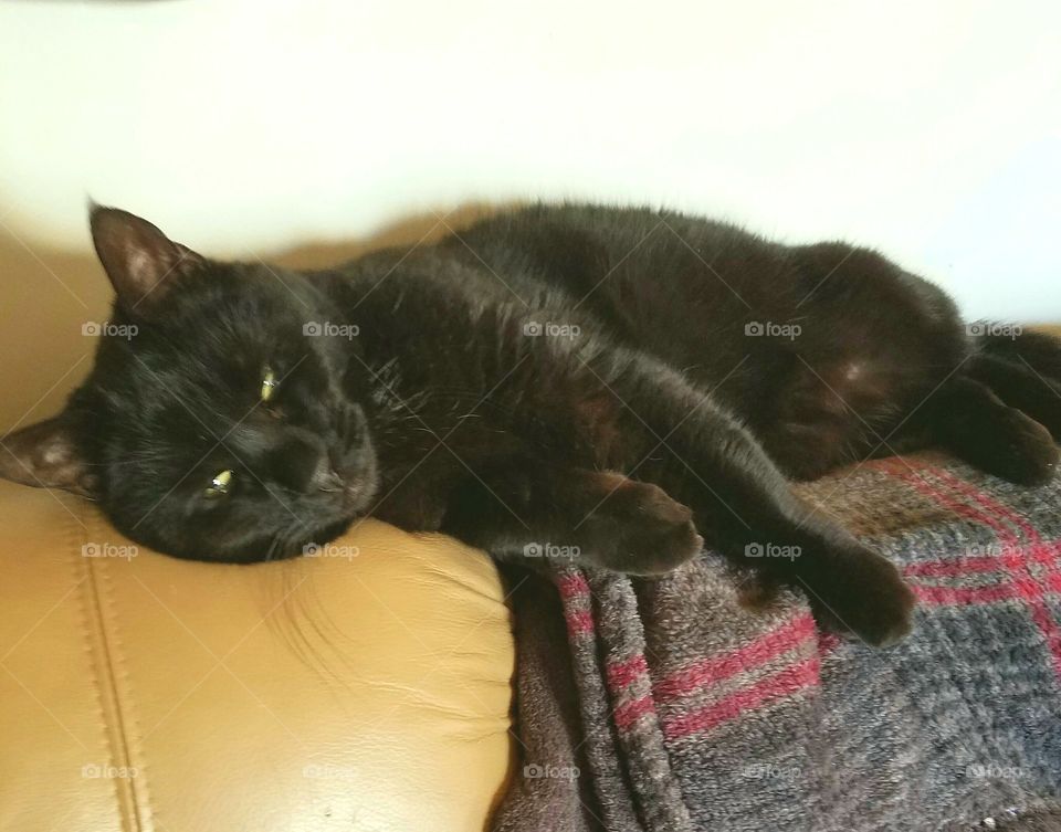 Black cat laying up on back of couch, eyes open, blanket under her. She's very relaxed.