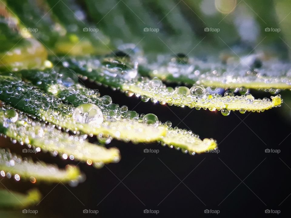 dew on fern leaf