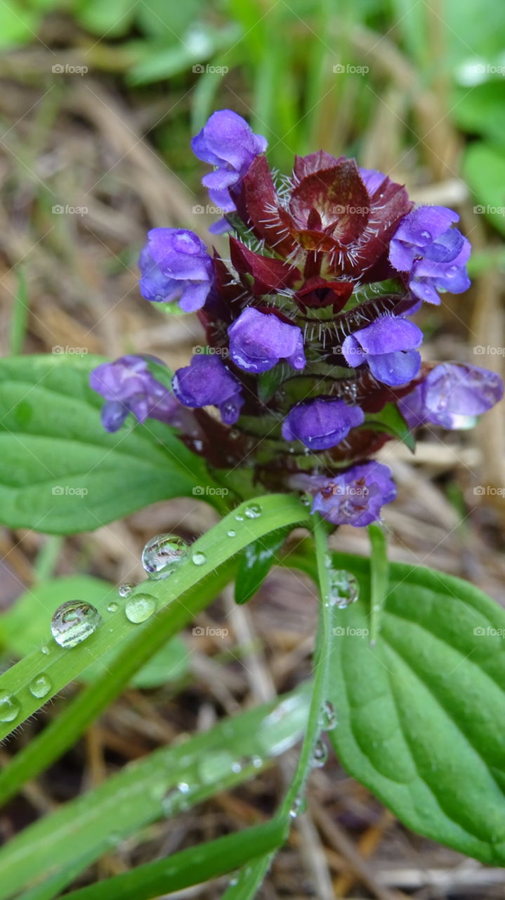 beautiful purple flower with delicate water dew drops sitting on it's bright green healthy leaves